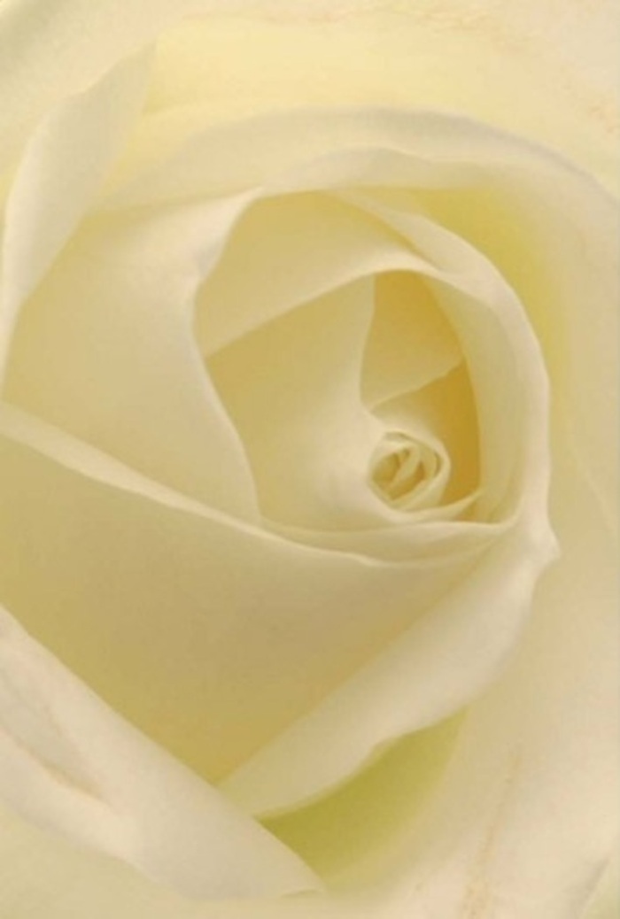 This evocative portrait of a classic white rose, expertly arranged in West Green, draws viewers into an intimate dance of light and texture. Each petal, luminous with creamy whites and delicate hints of pale yellow, unfurls in a flawless spiral, inviting you deeper into the blossom's tranquil heart. Through the softly cascading light typical of North London mornings, the interplay of shade and illumination gives the bloom a sense of sculptural presence, as if adorned for a special moment in a West Green home. The flower is perfectly balanced-its outer petals glisten with a whisper of translucence, gently cradling the tightly layered centre that speaks of strength beneath gentleness. As a florist, I marvel at the patience required to cultivate such natural perfection, and at how this single rose can serve to express profound sympathy or admiration. It would be just as at home in a bridal bouquet carried down Woodlands Park Road as in an arrangement offered for heartfelt condolences. The subtle hints of fragrance, clean and calming, seem to linger in the air, completing an experience that honours both the rose's timeless elegance and the artistry found at Flowers West Green.